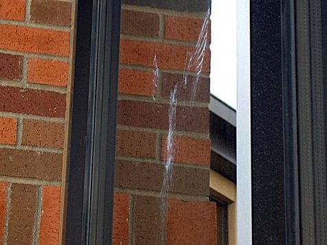 Bird Hits Window