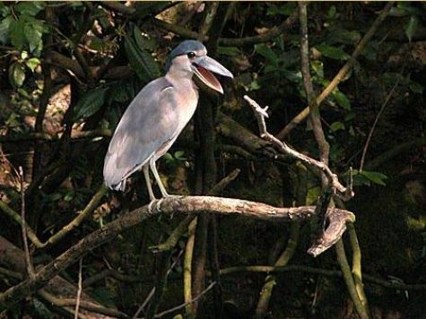 Boat_billed_Heron_2.jpg