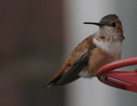 Rufous Hummingbird, John English