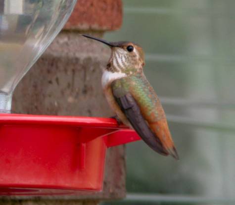 Sub-adult Rufous Hummingbird