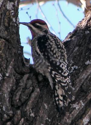 Red-naped Sapsucker