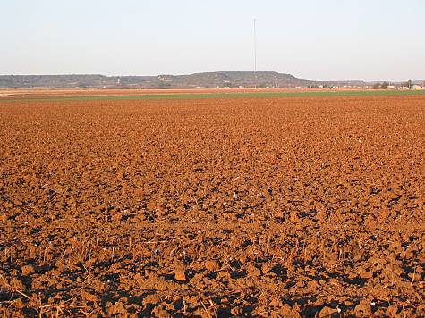 Longspur habitat