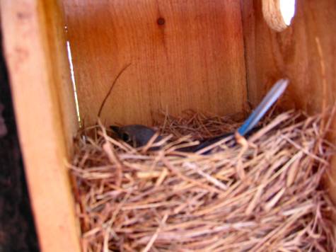Bluebird on Nest