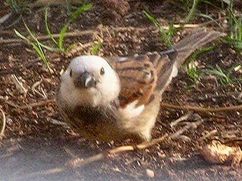 House_Sparrow_Leucistic_dl_029.jpg