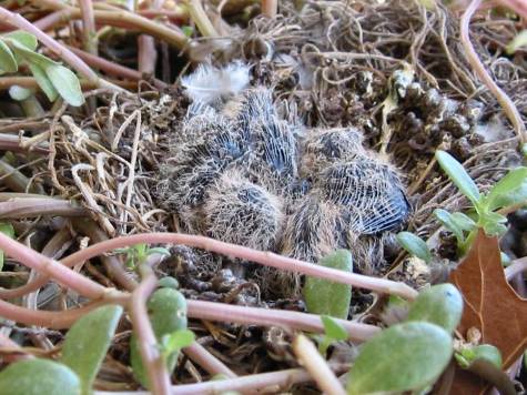Inca Dove Babies