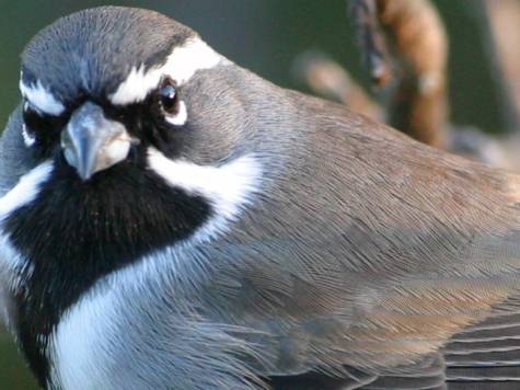 Black-throated Sparrow