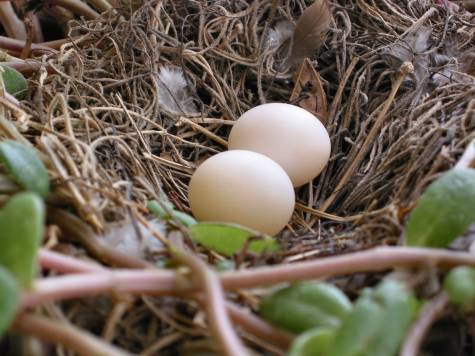 Inca Dove Eggs