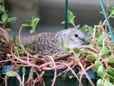 Inca Dove