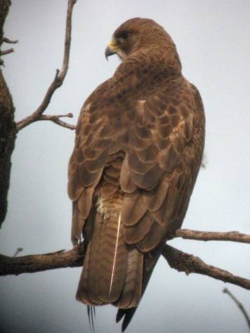 Swainson's Hawk