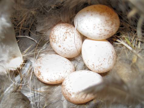 Cowbird Egg