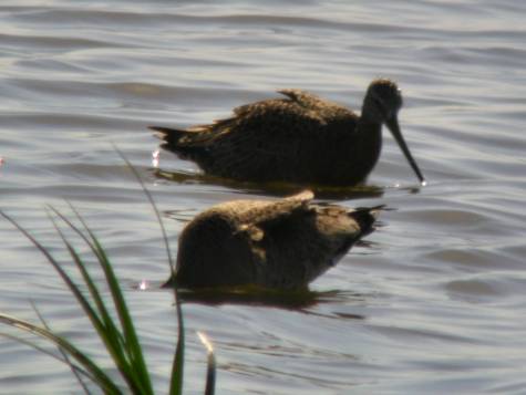 Hudsonian_Godwit_Img_0288.jpg