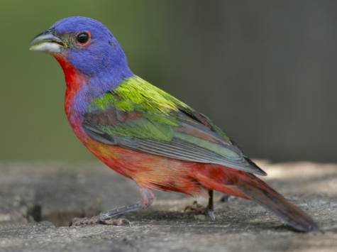 Painted Bunting