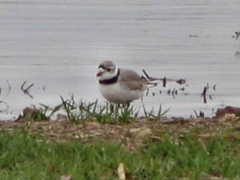 Piping_Plover_Img_0691.jpg