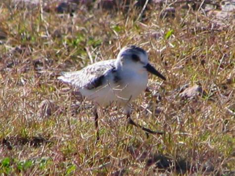 Sanderling_Img_0043.jpg