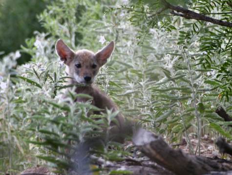 coyote pup