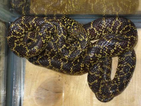 Desert Kingsnake