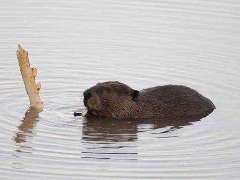 beaver-dyess