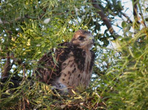 Nestling Swainson's