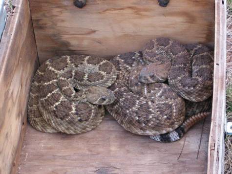 rattlesnakes-in-box