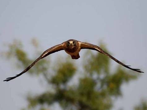 Swainson's Hawk