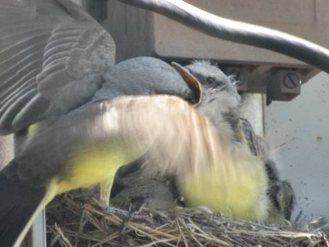 Western kingbird feeds young
