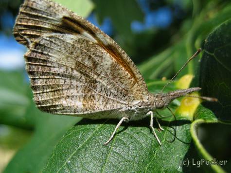 Snout_Butterfly_Img_3123.jpg