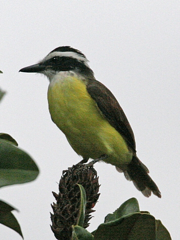 kiskadee