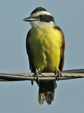 Kiskadee_JAE_3544.jpg
