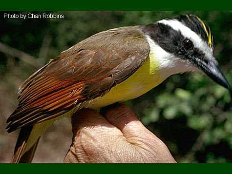 kiskadee