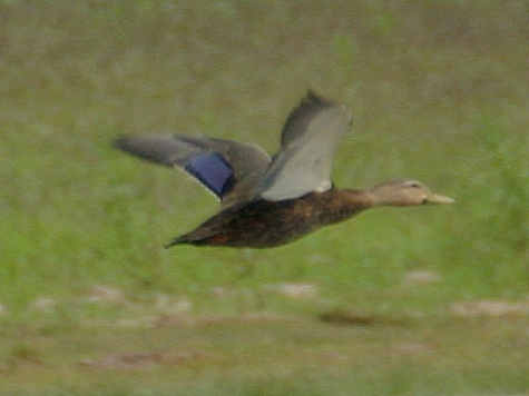 mottled-duck-mwhite