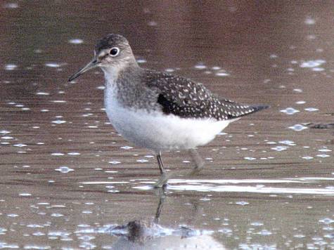solitary- sandpiper