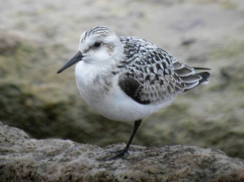 sanderling