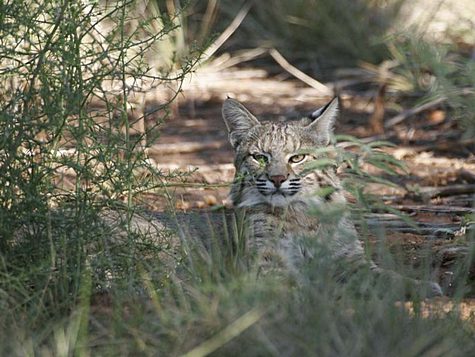 bobcat-lazing