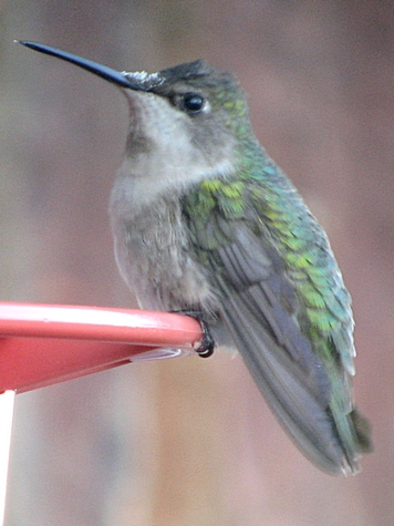 hummingbird