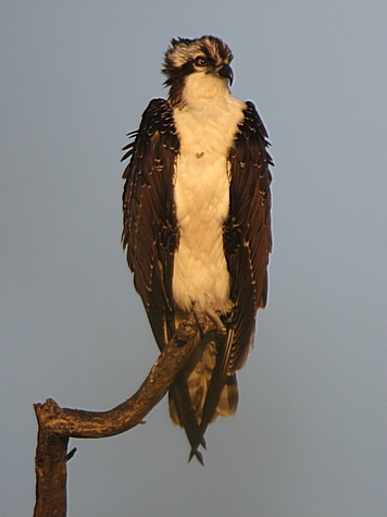 Osprey