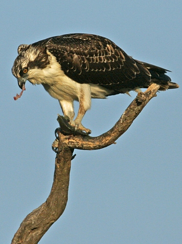 osprey-eats-fish