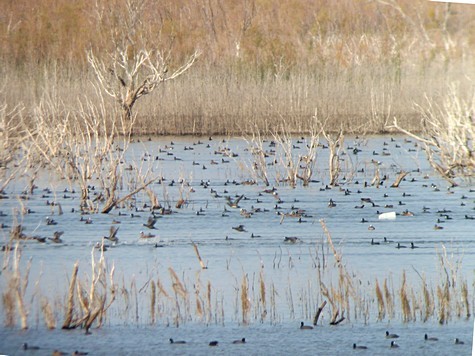 Wigeon_LandMark_IMG_8153_cr.jpg