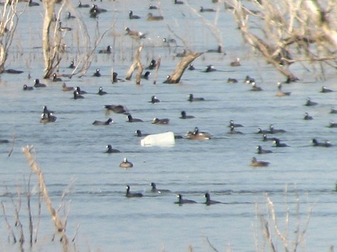 wigeon's bouy