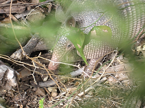 Armadillo