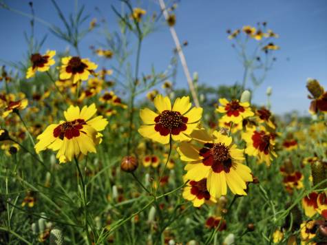 Coreopsis