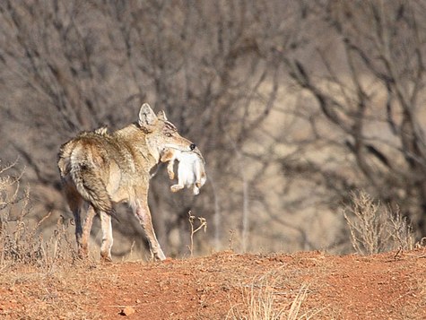 dyess-afb-coyote-rabbit