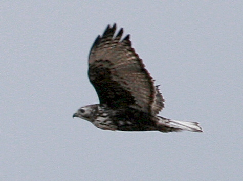 Harlan's Hawk