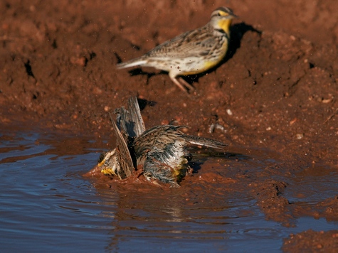 Meadowlark-mudbath