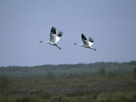 WhoopingCranes