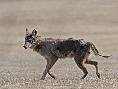 Coyote