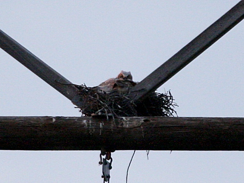 GHOW_nest