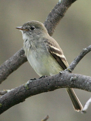 Flycatcher