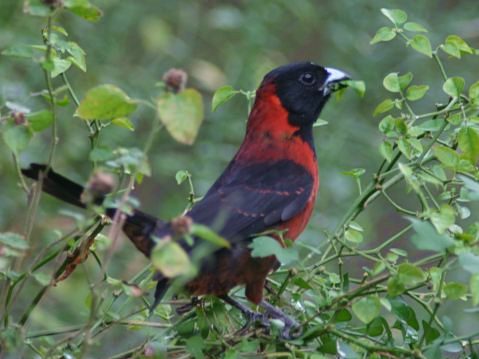 Crimson-collared_Grosbeak