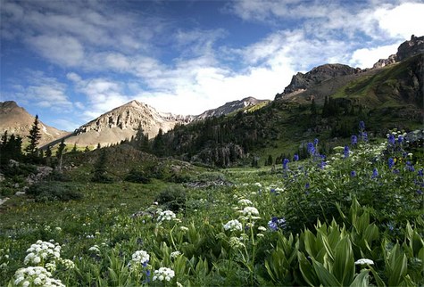 Yankee Boy Wildflowers