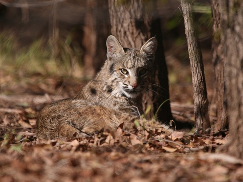 Bobcat